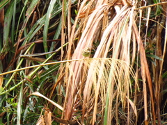 Emberizidae