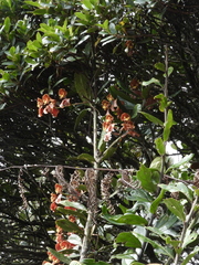 Cyrtochilum serratum
