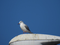 Chroicocephalus ridibundus
