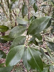 Microtropis yunnanensis