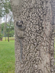 Callithrix penicillata