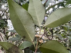 Microtropis yunnanensis