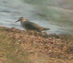 Calidris minuta