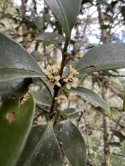 Microtropis yunnanensis