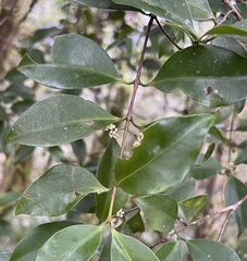 Microtropis yunnanensis