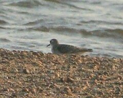 Calidris minuta