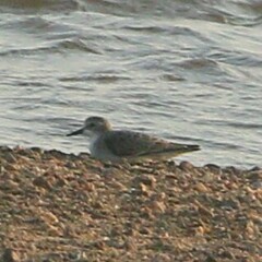 Calidris minuta
