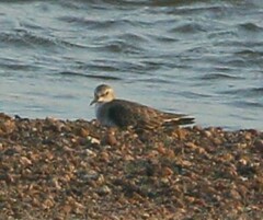 Calidris minuta