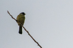 Spizixos semitorques