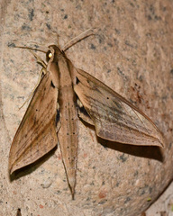 Xylophanes anubus