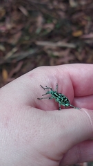 Chrysolopus spectabilis