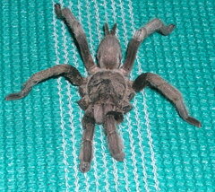 Selenocosmia crassipes