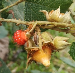 Rubus alceifolius