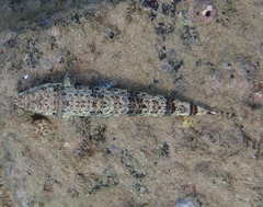 Synodus dermatogenys