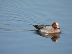 Mareca penelope
