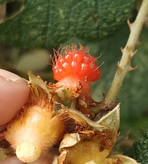 Rubus alceifolius