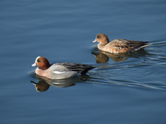 Mareca penelope