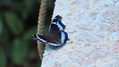 Kaniska canace