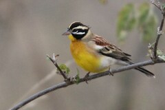 Emberiza flaviventris kalaharica