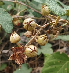 Rubus alceifolius