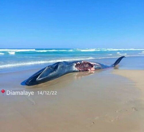 イワシクジラ