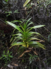 Maxillaria aurea