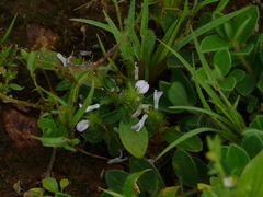Rostellularia procumbens