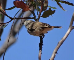 Acanthiza uropygialis