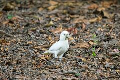Cacatua goffiniana
