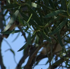 Acanthiza uropygialis