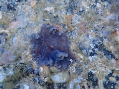 Thysanozoon brocchii