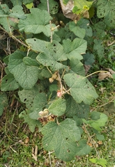 Rubus alceifolius