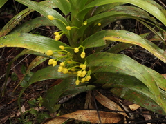 Maxillaria aurea