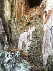 Mycocalicium subtile
