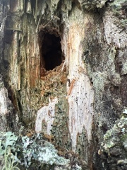 Mycocalicium subtile