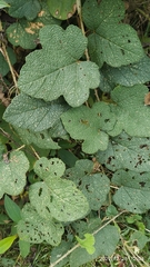 Rubus alceifolius