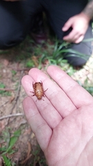 Anoplognathus concolor