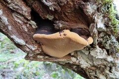Phellinus igniarius