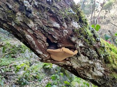 Phellinus igniarius
