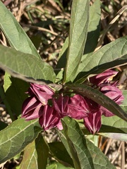 Clerodendrum fortunatum