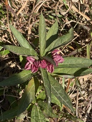 Clerodendrum fortunatum