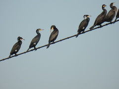 Phalacrocorax carbo