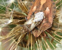 Stictopleurus punctatonervosus