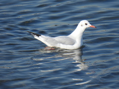 Chroicocephalus ridibundus