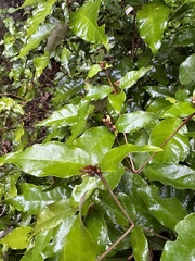 Croton cascarilloides