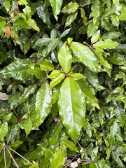 Croton cascarilloides