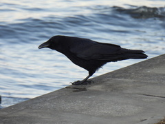 Corvus corone