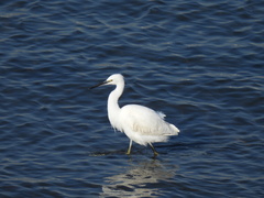 Egretta garzetta