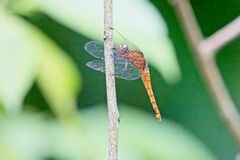Orthetrum testaceum