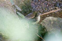 Ficedula zanthopygia